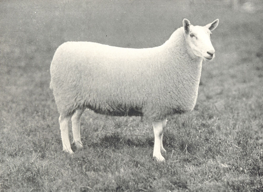 SHEEP. Half-Bred Ewe winner prize president's medial. A. S. show, 1907 1912